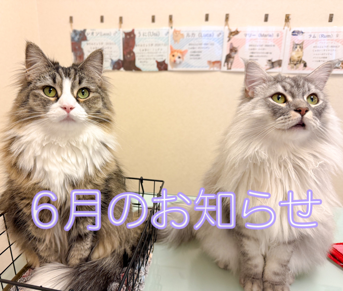 6���̂��m�点