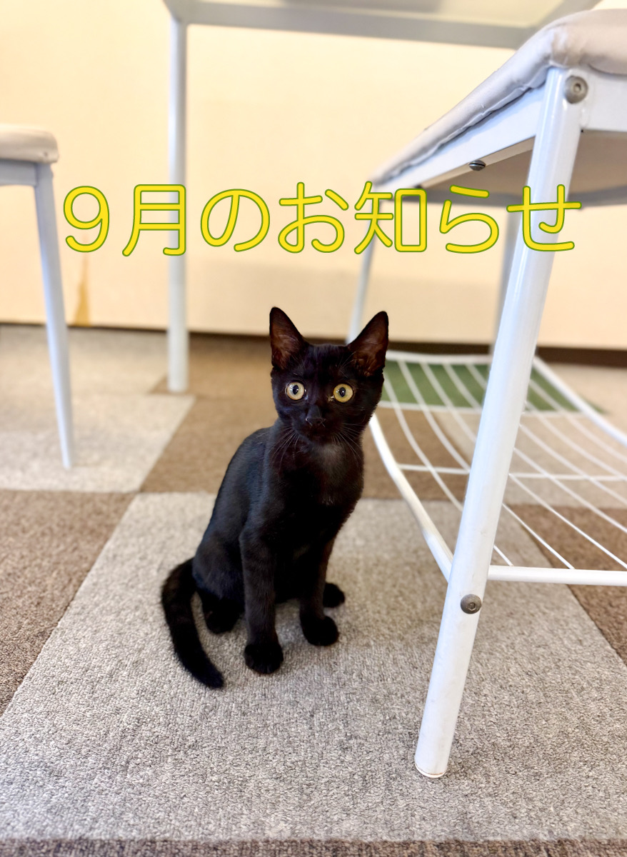 �V�L�X�^�b�t��9���̂��m�点